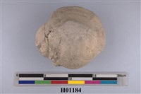 藏品(環月蛤內模化石)的圖片